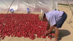 La ñora de Guardamar tiñe de rojo las dunas en plena temporada