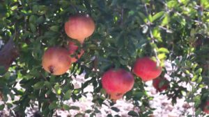 Los productores de la comarca conocerán a fondo las características de la Granada Mollar de Elche