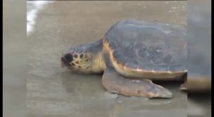 La playa de los Náufragos, escenario para una posible puesta de huevos de tortuga marina