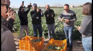 Blogueros de turismo y gastronomía participan en una ruta alrededor de la alcachofa de la Vega Baja