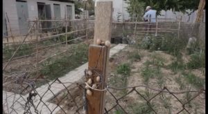 Los talleres municipales de agroecología han permitido formar a los usuarios de los huertos urbanos