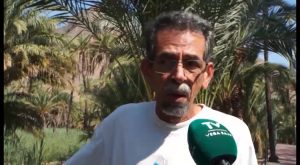 La Asociación Palmeral Vivo de Orihuela denuncia la mala gestión del Ayuntamiento contra el picudo