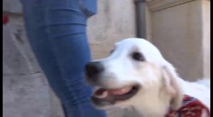 Orihuela pone en marcha una campaña para combatir los excrementos de los perros