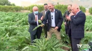 La campaña de la alcachofa arranca con un 5% más de superficie cultivada