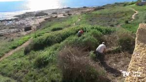 Se elimina flora exótica invasora de Cabo Cervera para proteger la Jarilla Cabeza de Gato