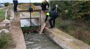 La Policía Local de Rojales rescata a un jabalí que había caído a la acequia de la Alcudia