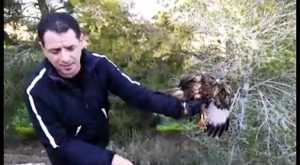 Un águila ratonera es rescatada por un policía de Bigastro