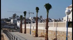 El Ayuntamiento replanta trece palmeras en el paseo marítimo de La Zenia y Cala Capitán