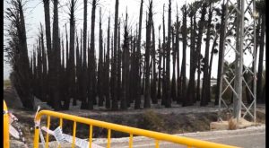 Un incendio calcina decenas de palmeras y provoca una explosión en una torre de alta tensión