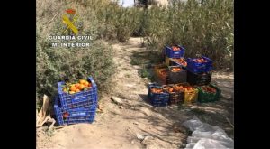 La Guardia Civil detiene a dos hombres por el robo de 5 toneladas de naranjas en Orihuela