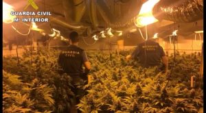 La Guardia Civil detiene a una pareja en Catral que tenía una plantación de marihuana en el garaje