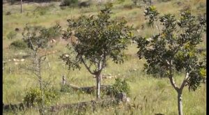 Riego para la reforestación de la Sierra de Redován