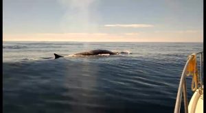 Tres rorcuales comunes recorren la costa de Torrevieja