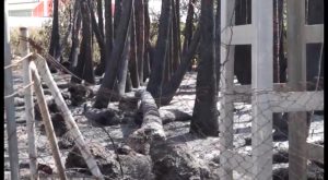 El fuego calcina un nuevo vivero de palmeras esta vez en Bigastro