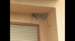 Rojales inicia una campaña para que los vecinos respeten los nidos de Golondrinas