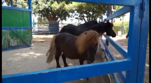 Granja de Rocamora ofrece la única escuela de verano de la comarca con actividades con animales