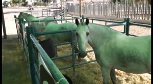 Arranca la tradicional Feria de Ganado de Dolores