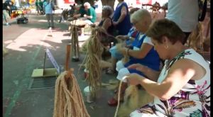 Los trabajos del cáñamo de Callosa siguen a la espera de convertirse en BIC