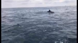 Un grupo de delfines mulares recorre la costa de Torrevieja