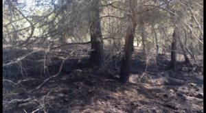 Un incendio forestal calcina una treintena de pinos en la Vega Baja