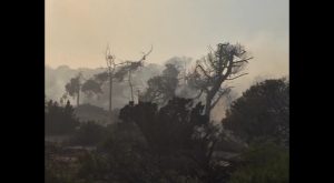 Llamamiento a la colaboración ciudadana para esclarecer las causas de los incendios en Guardamar