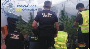 Policía Local y Guardia Civil de Orihuela desmantelan una producción de plantas de marihuana