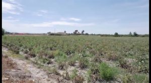 Los agricultores esperan que la lluvia salve la cosecha de hortalizas de invierno y los cítricos