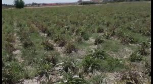 Un año negro para los cultivos de la comarca: la sequía deja números alarmantes