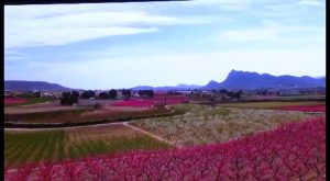 El espectáculo de la floración de Cieza, a un paso de la Vega Baja