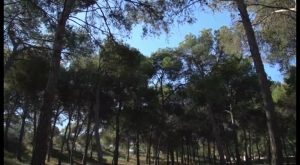 Guardamar recrea una de las mayores repoblaciones forestales que se recuerdan en España