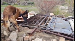 Equipos caninos especializados de rescate de Cox colaboran en la búsqueda del niño de Almería