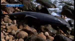 Aparece un delfín muerto en cala La Zorra