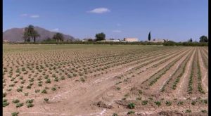 Proteger la huerta tradicional y garantizar la actividad agrícola