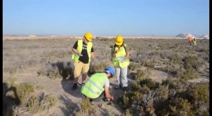 200 nuevos pollos de gaviota audouin son anillados en Torrevieja