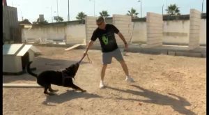 Un rottweiler del Albergue de animales de Torrevieja protegerá a una víctima de violencia de género