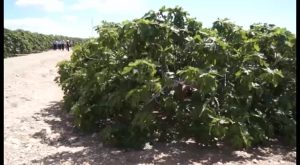 La sustracción de brevas pierde fuerza ante el incremento de patrullas rurales en Albatera