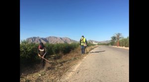 Albatera contrata a 52 personas para las labores de peón agrícola