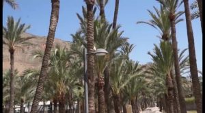 Cerca de 4.300 palmeras de Orihuela reciben un tratamiento de choque contra el picudo rojo