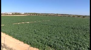 Fomentar la actividad agraria en Orihuela se premiará con una subvención de hasta 3.000 euros