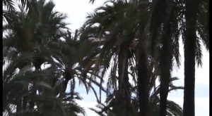 Medio Ambiente inicia el tratamiento de las palmeras del Palmeral de San Antón contra el picudo rojo
