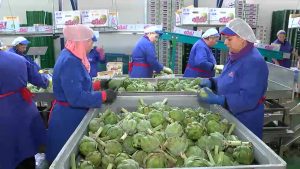 La Alcachofa Vega Baja busca ampliar mercados en la feria Fruit Attraction