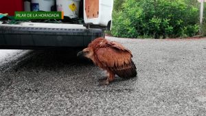 Medio Ambiente recupera un buitre leonado junto a una carretera de Sierra Escalona