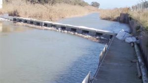 La CHS trabaja en la limpieza y despeje del tramo de la Vega Baja del Río Segura