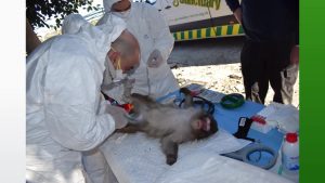 Esta tarde llegan a Reino Unido los macacos de Guardamar