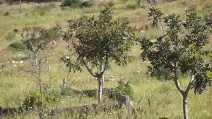 Redován llevará a cabo una restauración paisajística y medioambiental del Paraje La Ermita