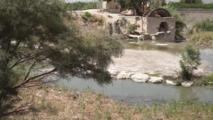 Inician la recuperación del bosque de la ribera en el meandro de las Norias