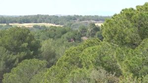 Reclaman brigadas forestales para preservar Sierra Escalona