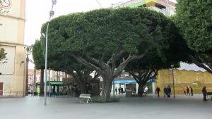 El Ayuntamiento de Almoradí presenta el calendario anual de tratamientos contra plagas