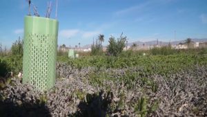 AHSA pide protección para el Saladar, los azarbes y los huertos de palmeras en San Isidro