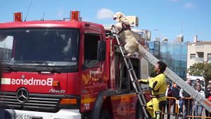 Bomberos y Protección Civil se exhiben en Orihuela